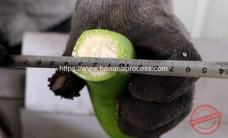 Puerto-Rico-Green-Banana-Peeling-Machine